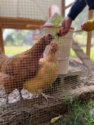 A camper feeding fresh greens to Wild Pear's laying hens through their coop fence